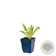 Papaver orientale GM  P11