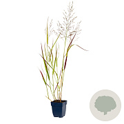 Panicum virgatum 'Rehbraun' GM  P11
