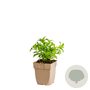 Saponaria officinalis GM  P11
