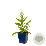 Solidago 'Strahlenkrone' GM  P11