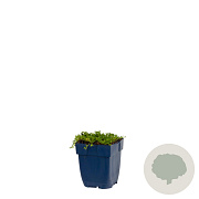 Thymus praecox 'Albiflorus' GM  P11