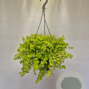 Hangpotten 23 cm Lysemachia GM P23