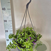 Hangpotten 23 cm Scaevola Trio GM P23