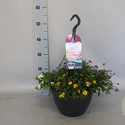 Hangpotten 27 waterreservoir mix 02 Roze mix GM P27