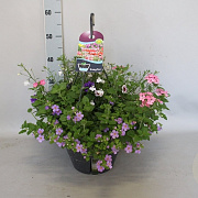 Hangpotten 27 waterreservoir mix 04 Witte mix GM P27