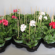 Pelargonium peltatum Divers GM P12