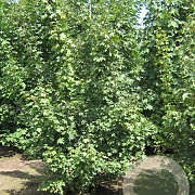 Acer campestre 200-250 cm draadkluit meerstammig 160-180 cm diameter