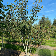 Acer cappadocicum 200-250 cm draadkluit meerstammig 160-180 cm diameter