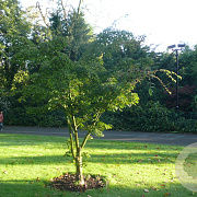 Acer maximowiczianum 175-200 cm draadkluit meerstammig 200-250 diameter