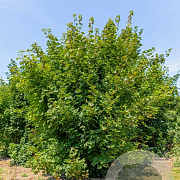 Acer platanoides 200-250 cm draadkluit meerstammig 160-180 cm diameter