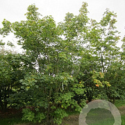 Acer pseudoplatanus 400-450 cm draadkluit meerstammig 200-250 diameter