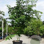 Acer rufinerve 500-550 cm draadkluit meerstammig 400-450 diameter