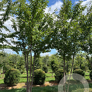 Aesculus hippocastanum 450-500 cm draadkluit meerstammig 200-250 diameter