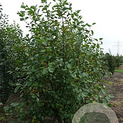 Alnus incana 200-250 cm draadkluit meerstammig 160-180 cm diameter