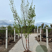 Betula albosin. 'Fascination' 175-200 cm draadkluit meerstammig 200-250 diameter