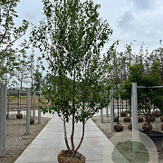Betula albosin. 'Fascination' 200-250 cm draadkluit meerstammig 160-180 cm diameter
