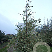 Betula nigra 'Shiloh Splash' 250-300 cm draadkluit meerstammig 350-400 diameter