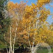 Betula papyrifera 500-550 cm draadkluit meerstammig 400-450 diameter
