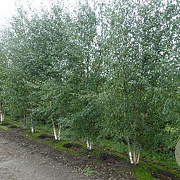 Betula pendula 450-500 cm draadkluit meerstammig 200-250 diameter