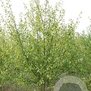 Betula pubescens 400-450 cm draadkluit meerstammig 200-250 diameter