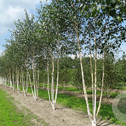 Betula utilis 'Doorenbos' 400-450 cm draadkluit meerstammig 200-250 diameter