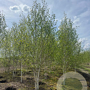 Betula utilis 'Doorenbos' 500-550 cm draadkluit meerstammig 400-450 diameter