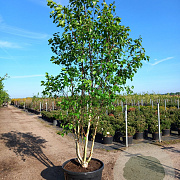 Betula utilis 'Grayswood Ghost' 200-250 cm draadkluit meerstammig 160-180 cm diameter