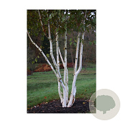 Betula utilis 'Grayswood Ghost' 250-300 cm draadkluit meerstammig 350-400 diameter