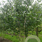 Betula utilis jacquemontii 175-200 cm draadkluit meerstammig 200-250 diameter