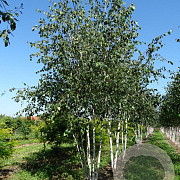 Betula utilis jacquemontii 200-250 cm draadkluit meerstammig 160-180 cm diameter