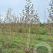 Betula utilis jacquemontii 250-300 cm draadkluit meerstammig 350-400 diameter