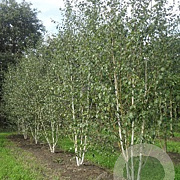 Betula utilis jacquemontii 500-550 cm draadkluit meerstammig 400-450 diameter