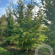 Carpinus betulus 250-300 cm draadkluit meerstammig 350-400 diameter