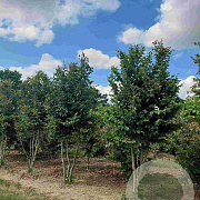 Carpinus betulus 250-300 cm draadkluit meerstammig 350-400 diameter