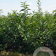 Castanea sativa 200-250 cm draadkluit meerstammig 160-180 cm diameter