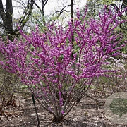 Cercis glabra 250-300 cm draadkluit meerstammig 350-400 diameter