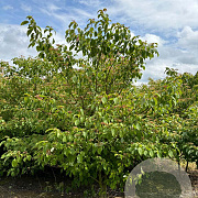 Cornus alternifolia 250-300 cm draadkluit struik 175-200 diameter