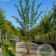 Corylus colurna 175-200 cm draadkluit meerstammig 200-250 diameter