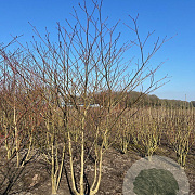Cornus controversa 250-300 cm draadkluit struik 175-200 diameter