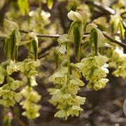 Corylopsis sinensis calvescens 250-300 cm draadkluit struik 175-200 diameter