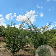 Crataegus laev. 'Plena' 250-300 cm draadkluit meerstammig 350-400 diameter