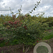 Crataegus monogyna 175-200 cm draadkluit meerstammig 200-250 diameter