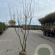 Cydonia o. 'Champion' 250-300 cm draadkluit struik 175-200 diameter