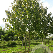 Davidia involucrata 500-550 cm draadkluit meerstammig 400-450 diameter
