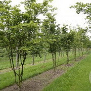 Fagus sylvatica 400-450 cm draadkluit meerstammig 200-250 diameter