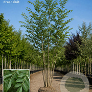 Fraxinus excelsior 550-600 cm draadkluit meerstammig 400-500 diameter