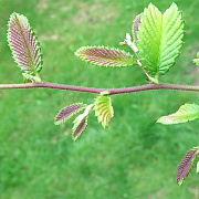 Hemiptelea davidii 250-300 cm draadkluit meerstammig 350-400 diameter