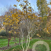 Juglans regia 400-450 cm draadkluit meerstammig 200-250 diameter