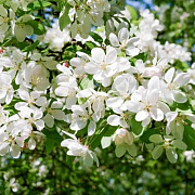 Malus hupehensis 350-400 cm draadkluit struik 140-160 diameter