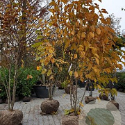 Magnolia kobus 200-250 cm draadkluit meerstammig 160-180 cm diameter